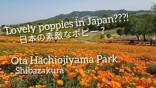 Hachiojiyama Park|Ota Hokubu Sports Park|Poppies|Shibazakura Japan