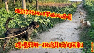 防暴犬罗威纳出笼被土狗挑衅，下一秒气势碾压一切，对方夹着尾巴四处逃跑