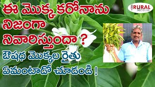 ఈ మొక్క, కరోనాను నివారిస్తుందా ? | Best Health Benefits of Malabar Nut | Rural Media