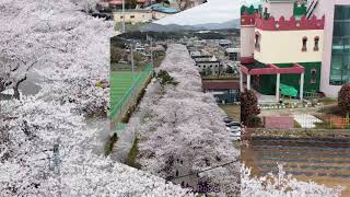 울주언양 #작천정 #벚꽃길(Cherry Blossom Road in Jakcheonjeong,Eonyang,Ulsan,蔚州彦阳 酌川亭 樱花路)