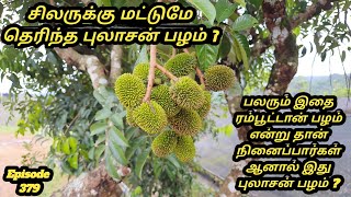 புலாசன் பழம் பற்றி அறிவோம் # புலாசன் பழ விவசாயம் #Differentiate between Rambutan and Pulasan