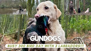 300 Bird day, 3 Gundogs in my team, pheasant \u0026 duck. Water retrieves / woodland / fields #workingdog