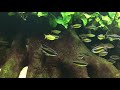 lefini river aquarium congo drainage phenacogrammus aurantiacus