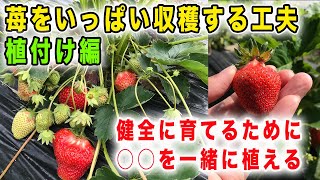 イチゴ植付け　収穫量を増やすポイントと病気予防になるコンパニオンプランツ