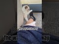 🐇 布偶貓 cat catadventures catbehavior catlovers cats catsofinstagram hk pet ragdoll shorts