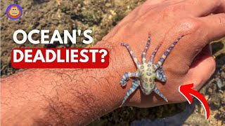 How Deadly Is the Blue-Ringed Octopus Really?