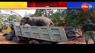 Notorious Tusker Tranquilized and shifted || Responsible for 6 death || MBCtv