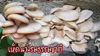 โชคดีหมานๆๆอีกแล้ว เก็บเห็ดนางรมสวยอีกแล้ว picking oyster mushrooms.6/6/23.