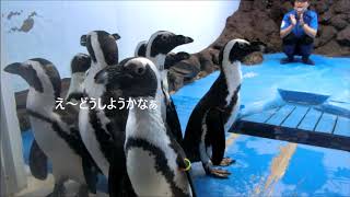 【ペンギン】団体派？個人派？（伊勢シーパラダイス／水族館）