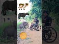 biscuits wheels to cow buffalo flephant goat vehicles names magic video