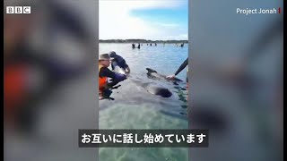 ぎりぎりで助かり歌う、砂州から海へ戻ったクジラ　ニュージーランド