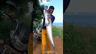 amazing big wallago attu fishing #मछली #fishng #amazingfishing #fish #fishingtips #justfishing