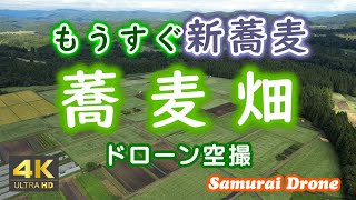 蕎麦畑　もう少しで新蕎麦　刈り取り前　福島県耶麻郡西会津町野沢 風の丘　【ドローン空撮 ４Ｋ絶景映像】60fps　２０２４年０９月１６日