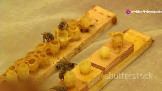 Unveiling the Secrets: Queen Bee Rearing \u0026 Breeding (Ultimate Guide)