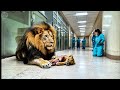 male lion brings cub to doctor for help what happens next is shocking