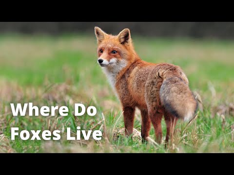 Do foxes live in the deciduous forest?