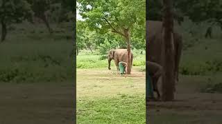 Arignar Anna Zoological Park😍#Elephant✨#vandalur zoo🥰#shorts