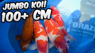 Jumbo Koi Harvest Torazo | Nisai Yagenji Japan #1