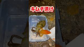 釣って即・キムチ漬け！旨さ爆発の沖漬け　#釣り #fishing #エギング #eging