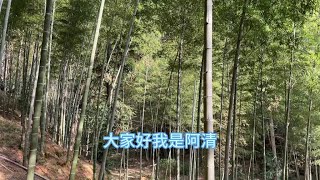 又是挖笋的一天#我的乡村生活 #挖冬笋