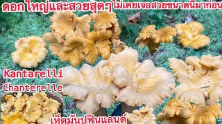 🍄เก็บเห็ดมันปูดอกใหญ่ๆสวยๆที่สุดเท่าทีเคยเก็บมา #mushroom #เห็ดป่าฟินแลนด์ #ป่าฟินแลนด์#เห็ด