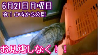 プレミア公開【野良猫】チュンパ君緊急保護