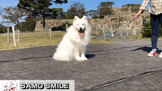 【じぃちゃんサモエド】神戸っ子で散策、竹田城②  /Samoyed headed for the castle \