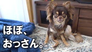 座り方がおっさんな犬。【チワワのリタ】