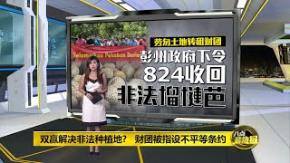 八点最热报 23/08/2020 不甘心血拱手让人 彭亨劳勿农民含泪宁毁榴莲树