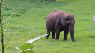 Munnar wild elephant  at Mattupetty