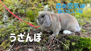 うさぎを裏山でうさんぽさせてみたら、全てに興味津々！野生本能が目覚める！【メープルうさぎちゃんネル】【たれ耳ホーランドロップ】