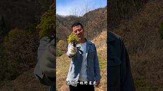 深山寻蕨菜Searching for ferns in the deep mountains