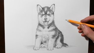 How To Draw A Dog Golden Lab Puppy Sketch Saturday Videos For Kids