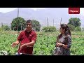 profitable capsicum farming चाहिए 🔥 तो सही मैनेजमेंट हैं जरुरी shimla mirch ki kheti agrostar