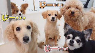 犬顔圧が･･･　🐶ひみつきちなう！#2🐶  (チワワ トイプードル チワックス 柴犬 パピヨン ミニチュアダックス ビションフリーゼ マルチーズ) 2021年12月13日