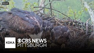 Glen Hazel Eaglet Dies From Unknown Illness