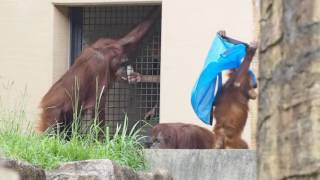 飛び地のロープでご機嫌なキキ・オランウータン