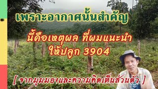 ยาง3904 ทำไมถึงแนะนำให้ปลูกที่ภาค อีสาน,เหนือ/คนสวนชวนคุย