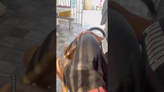 I want to sit on Moms lap. #dog #funnydog #animallover #doglover