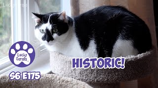 A Historic Day For Splash, Feliway Optimum Happy Family - S6 E175 - Introducing Cats, Lucky Ferals