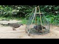 Easy Dove Trap With Traditional Creative Trap - Method Bird Trap