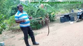 හරිම අහින්සක කීකරු නැයිනක් #snakes homes#(මීගලෑව)076,9609303.whastapp