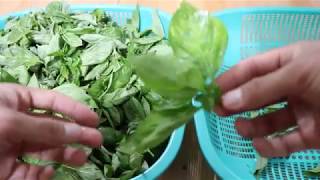 3. How to keep basil fresh / 바질 보관법