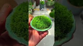 这些盒子，你比较中意哪一个啊 迷你苔藓  mini moss plant #moss