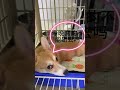 柯基：下雨天，生闷气！ 养狗的乐趣 pets 柯基 corgi cute 可爱狗狗 萌宠 狗狗 萌寵 可愛い