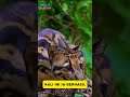 Momen Macan Dahan Berburu Mangsa #shortvideo #animals #faktaunikhewan