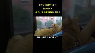 亡くなった飼い主に会いたくて、毎日バスを乗り続けた茶トラ。#shorts