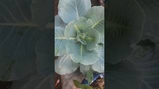 Cabbage Growing Kerala| കാബേജ് കൃഷി #cabbage #organicfarming #garden #kerala #shortsviral #sorts