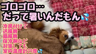 【パピヨン🐶ベルトマトちゃん】このまま声をかけずに見守ってればよかった😭✨愛犬のゴロゴロダラダラしている姿が可愛すぎた。