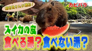 カピバラに夏の風物詩スイカをあげたら大変なことになった！